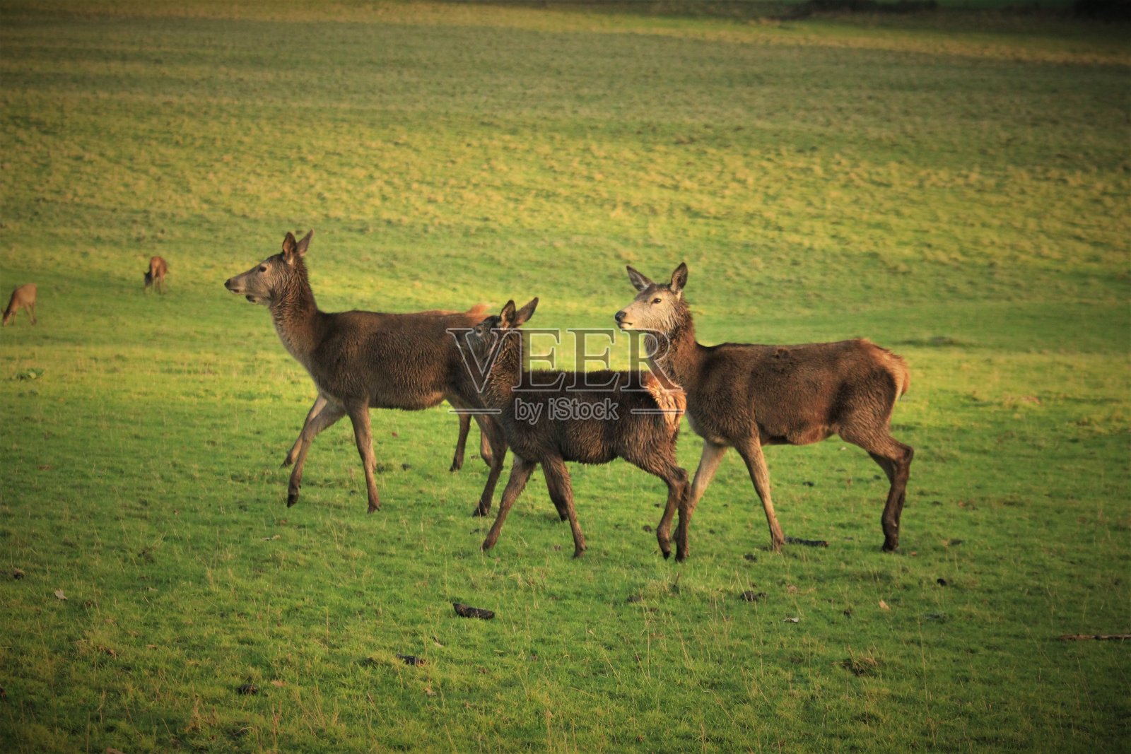 马鹿放牧照片摄影图片