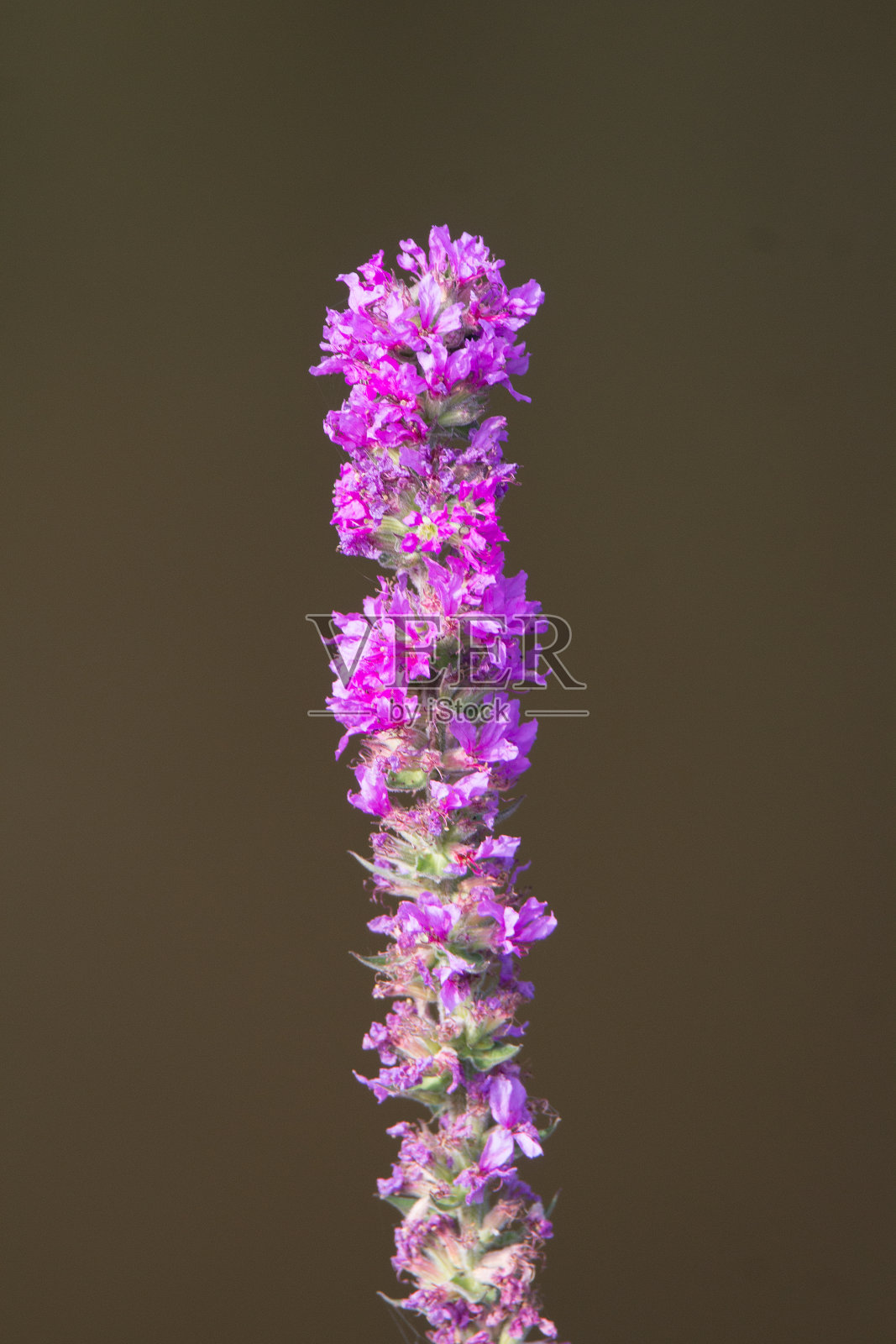 一团淡粉色的野花照片摄影图片