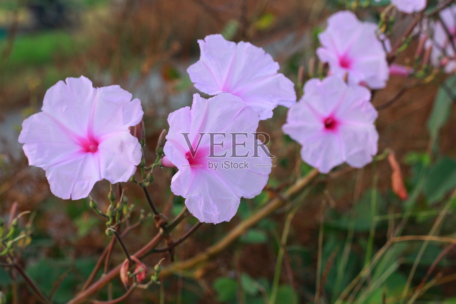 粉红牵牛花照片摄影图片