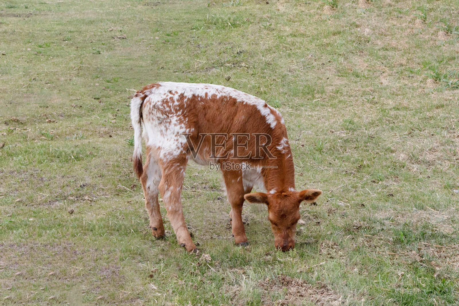 黄斑和白斑公园品种的肉牛在绿色的牧场上吃草照片摄影图片