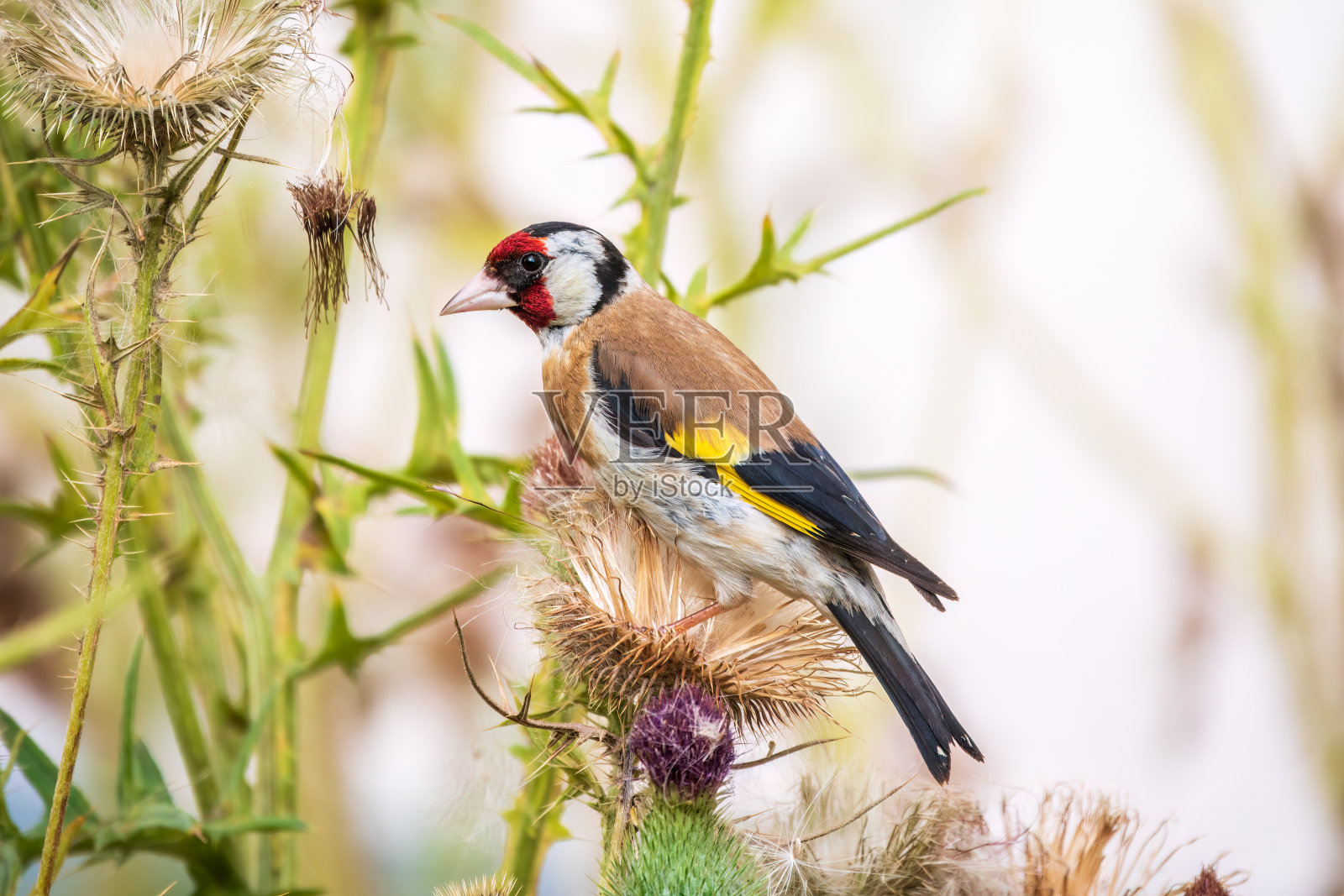 欧洲金翅雀，以蓟的种子为食。Carduelis Carduelis。照片摄影图片
