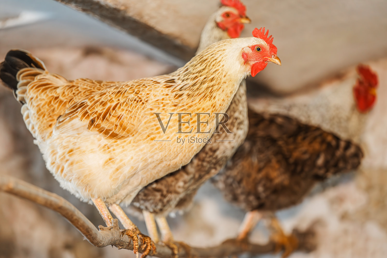 鸡舍里的自由放养的有机鸡照片摄影图片