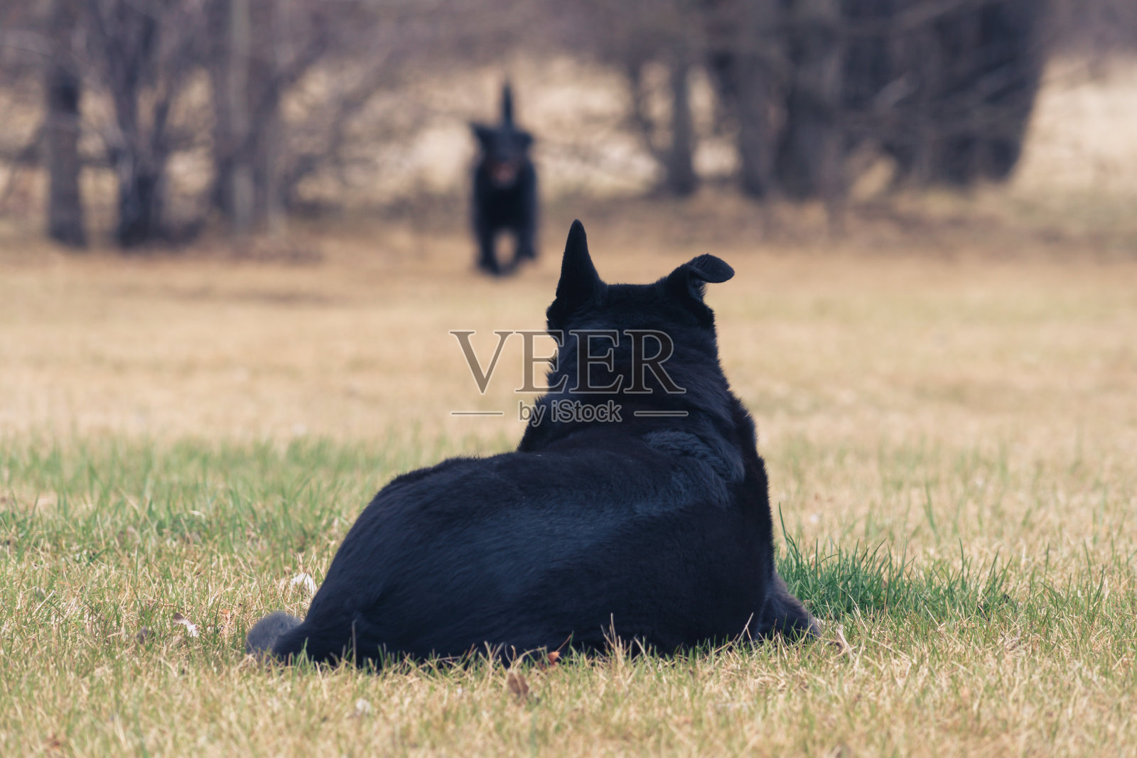 歪耳朵狗照片摄影图片
