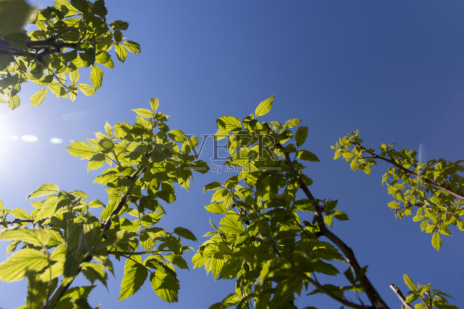 年轻的覆盆子灌木，有绿色的叶子和花朵照片摄影图片