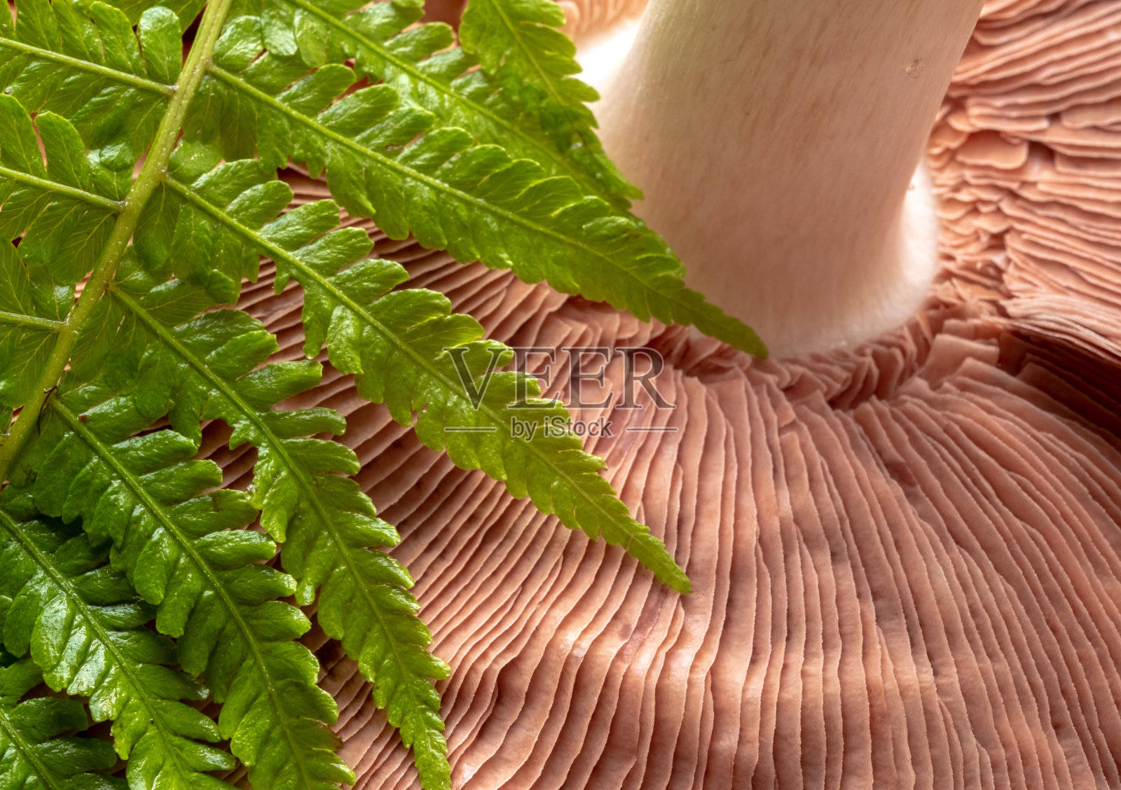 野生蘑菇和绿色蕨类叶子的特写纹理表面。设计的背景图案。微距照片，俯视图照片摄影图片