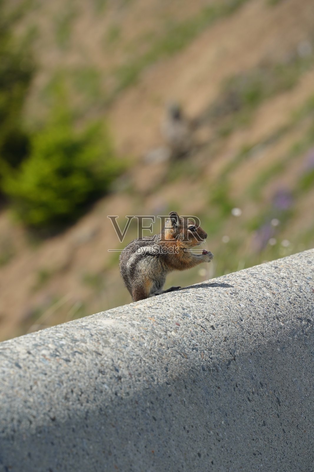 加拿大的松鼠照片摄影图片