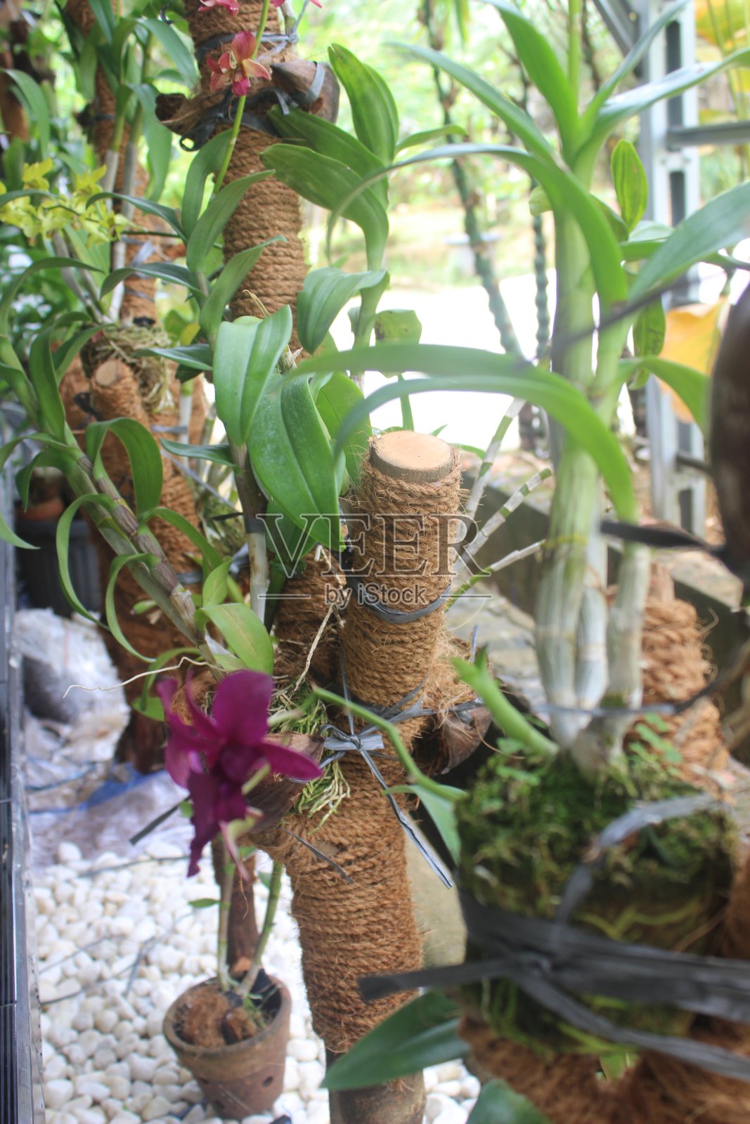 美丽的兰花照片摄影图片