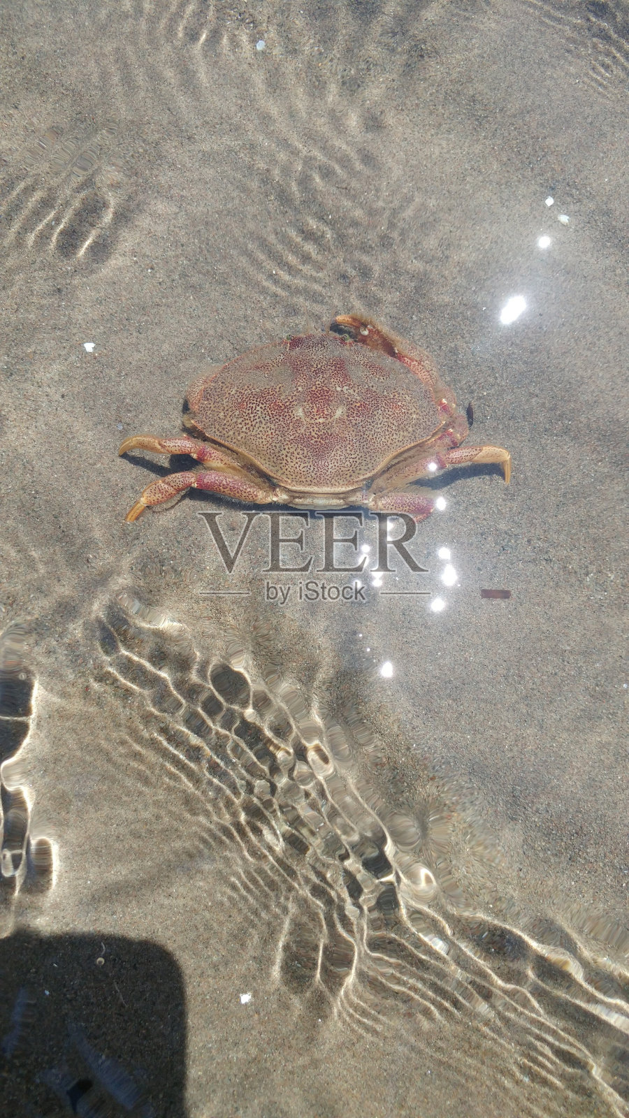 芬迪湾新不伦瑞克大西洋海岸沙滩加拿大蟹照片摄影图片