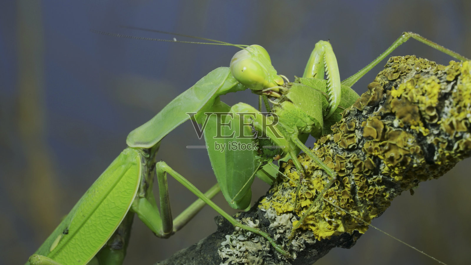 大雌绿螳螂贪婪地吃绿蚱蜢坐在长满地衣的树枝上。外高加索树螳螂(学名:Hierodula transcaucica)照片摄影图片