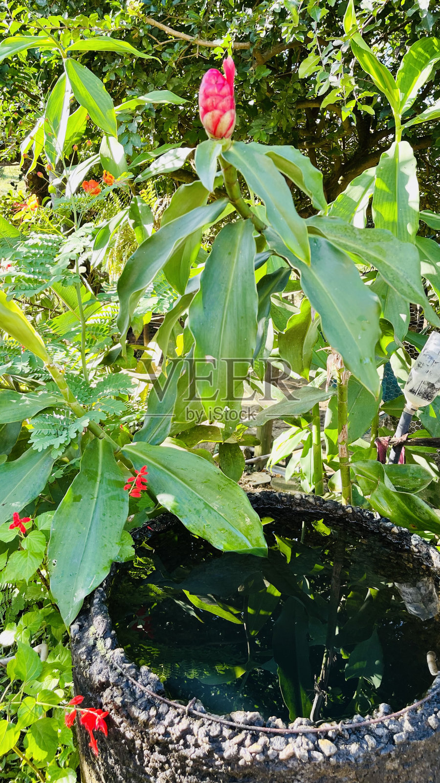 自然照片摄影图片