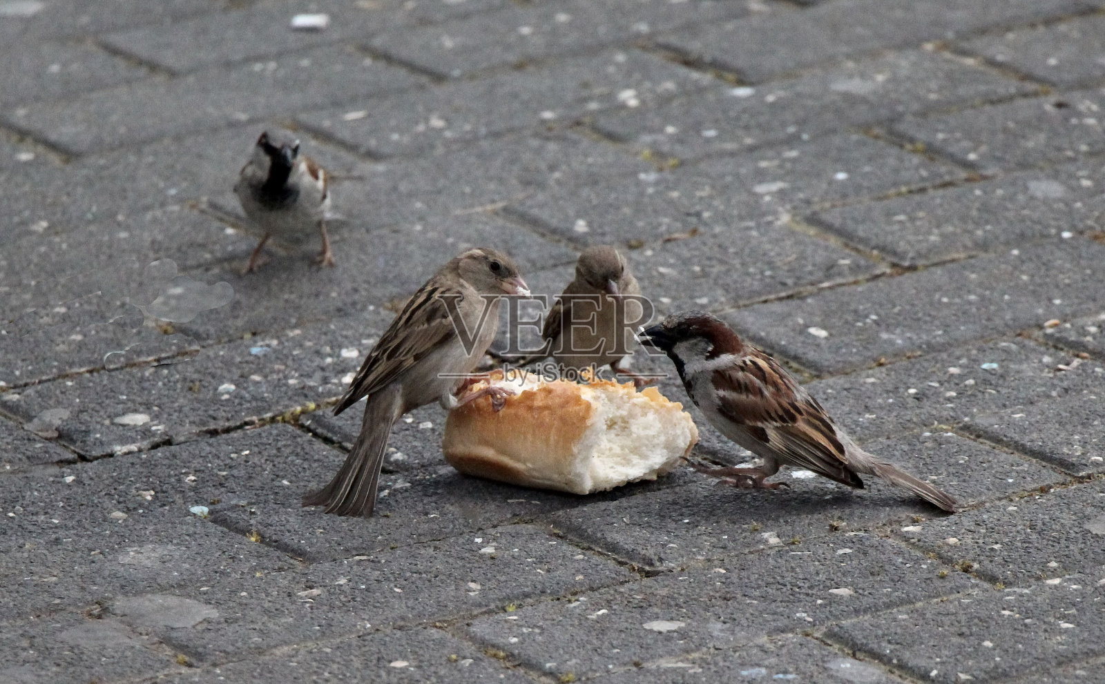 集体照片摄影图片