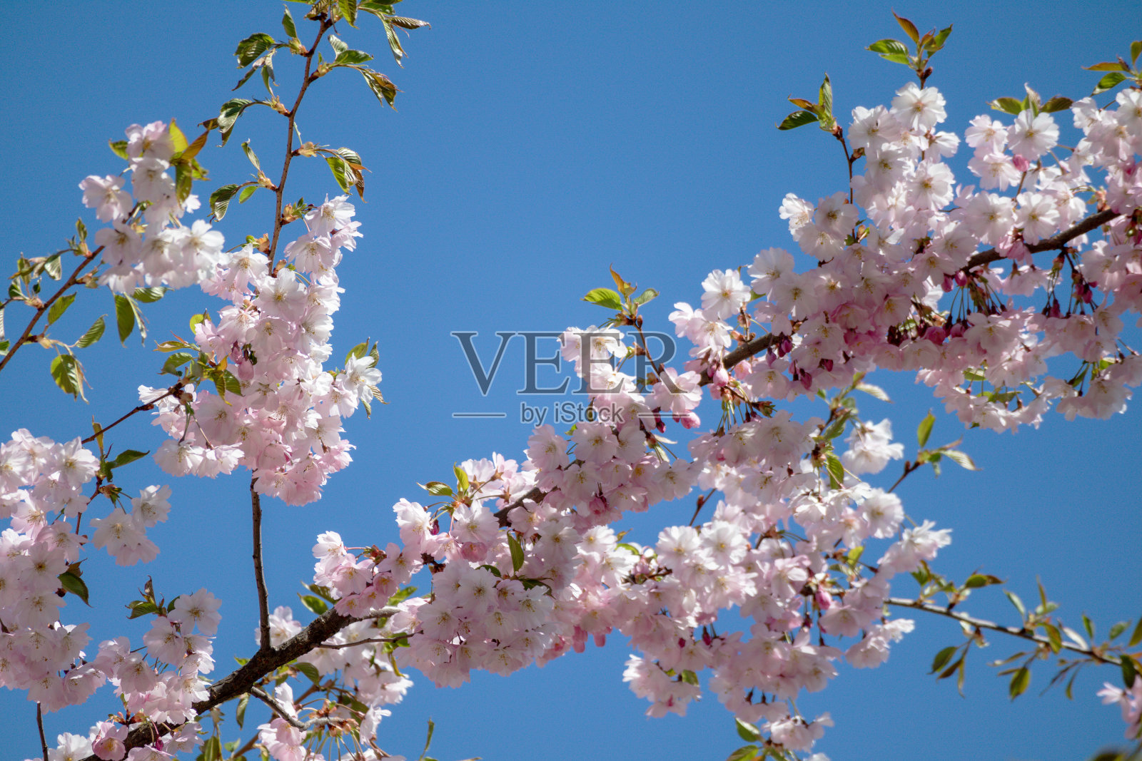 蓝天背景下树枝上的粉色花朵照片摄影图片