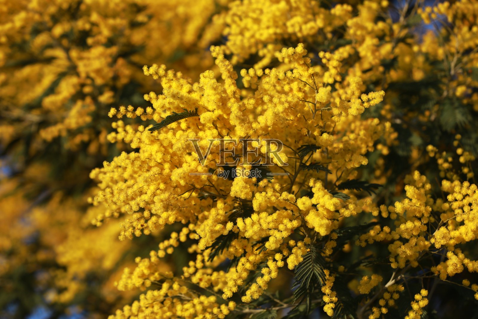 含羞草花，春天的使者照片摄影图片
