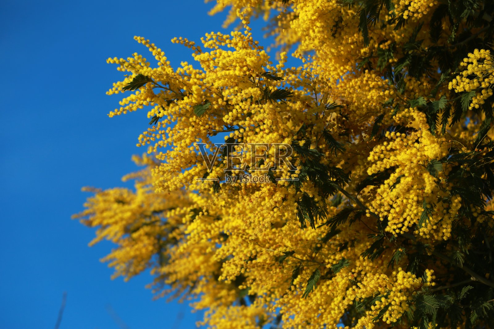 含羞草花，春天的使者照片摄影图片