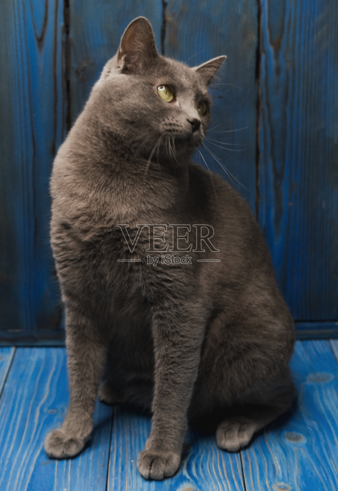 可爱的小灰猫坐在蓝色的木制背景上照片摄影图片