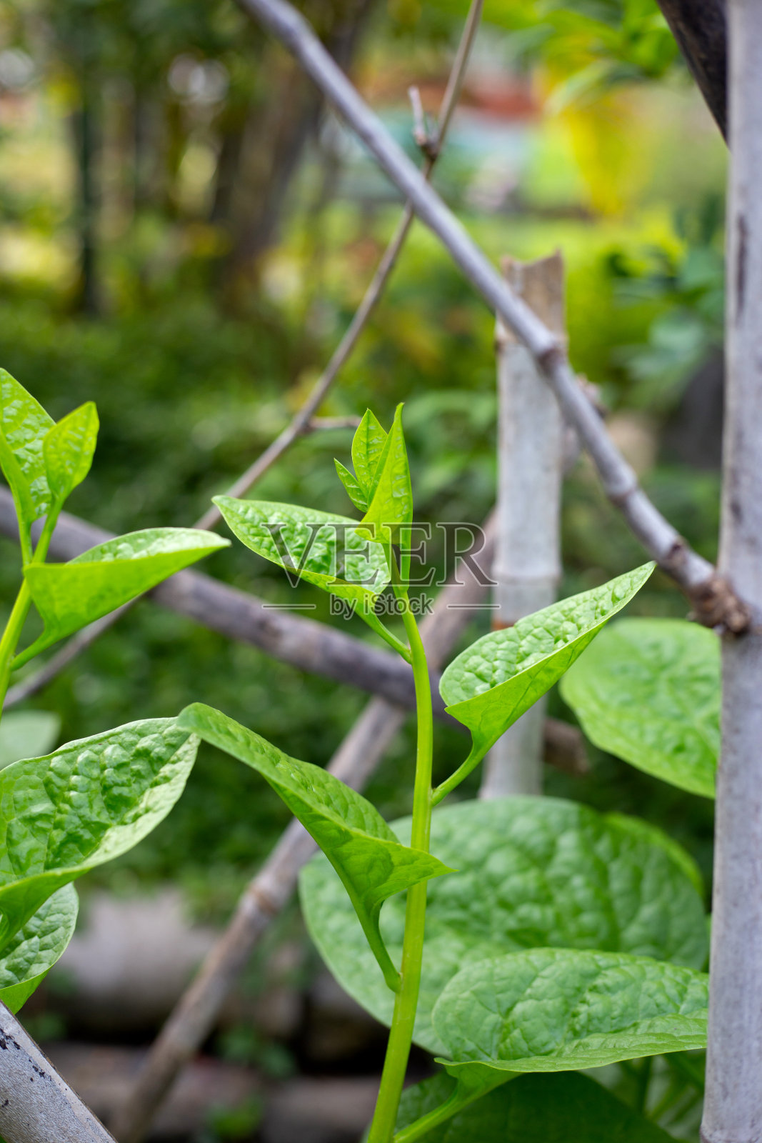 锡兰菠菜或红底菜照片摄影图片