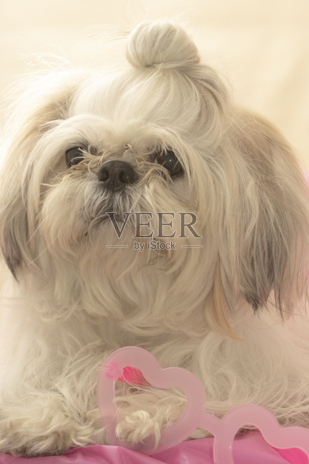 带粉色配饰的狗照片摄影图片