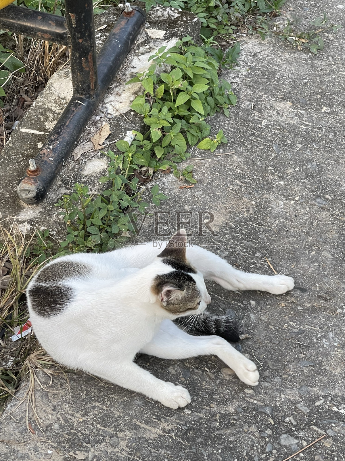 有黑色故事的家白猫照片摄影图片