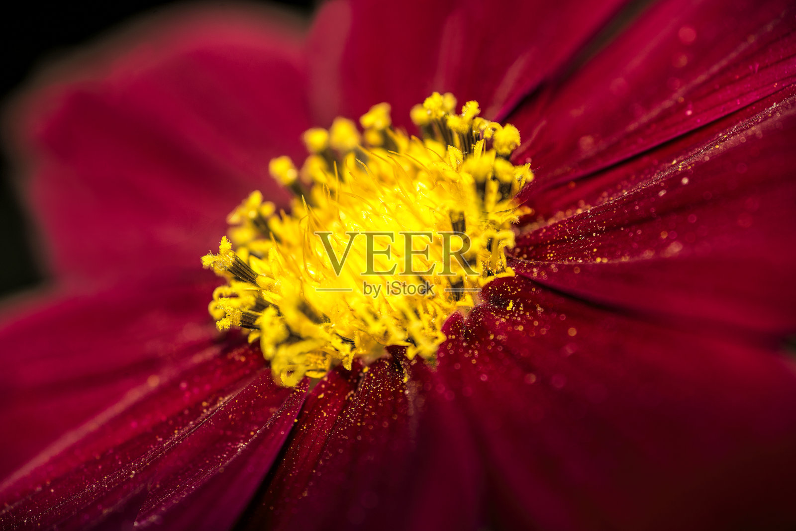 花园里紫色的宇宙花照片摄影图片