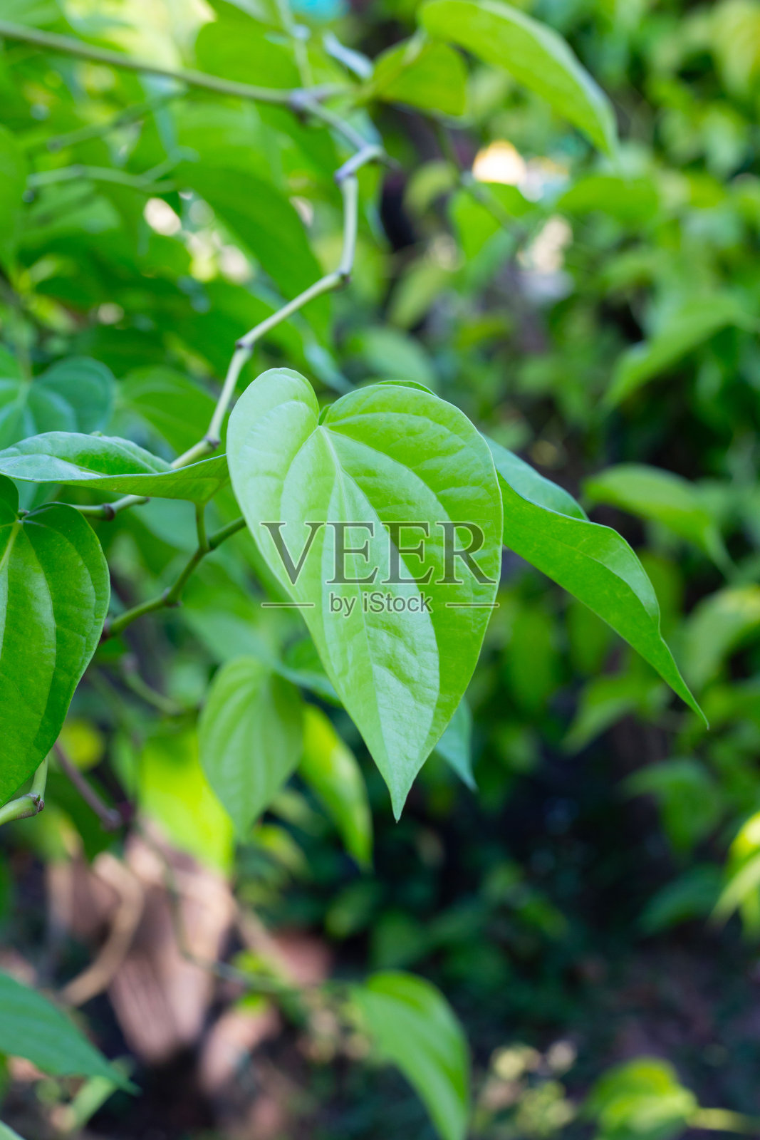 花园里槟榔的绿叶照片摄影图片