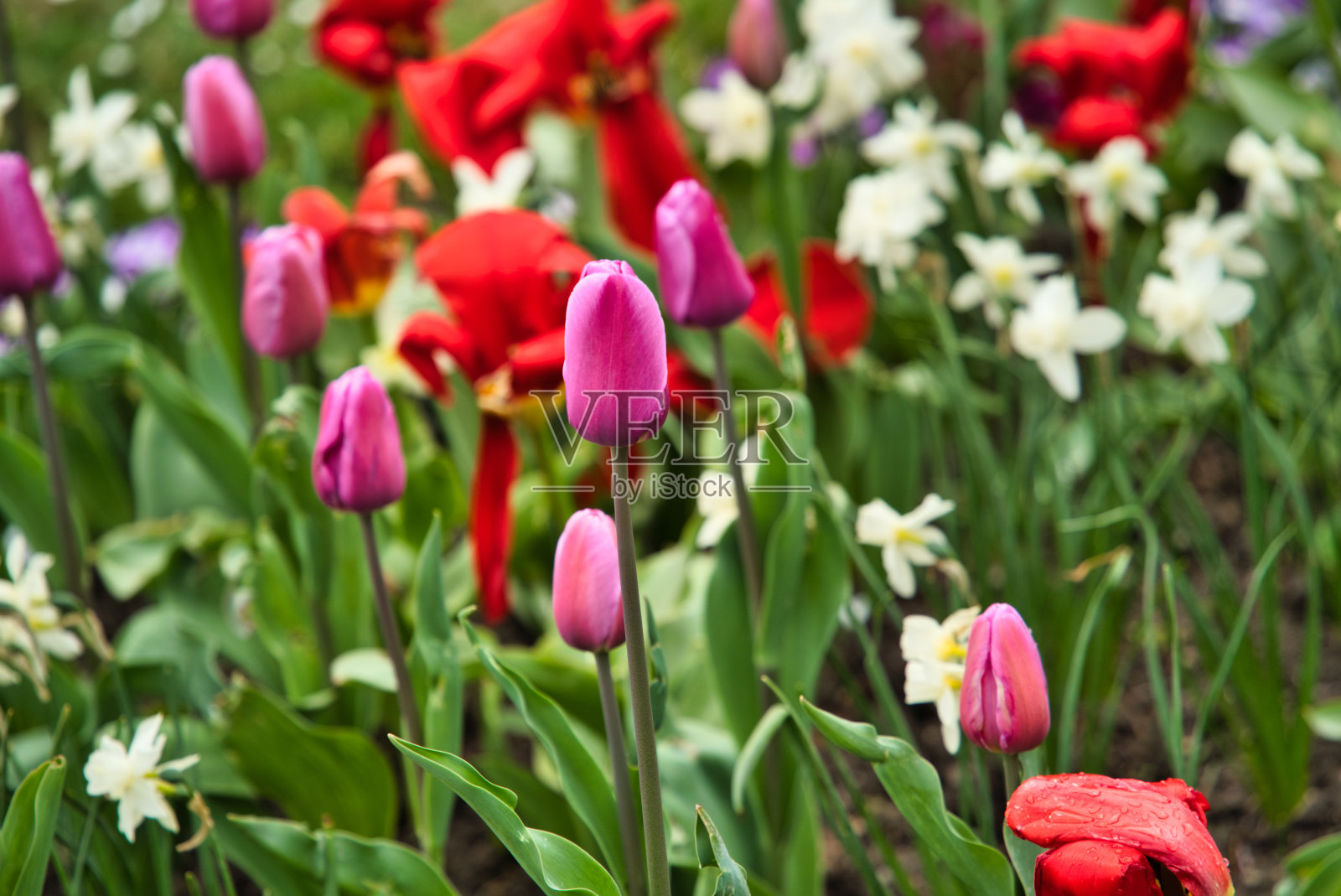 花照片摄影图片