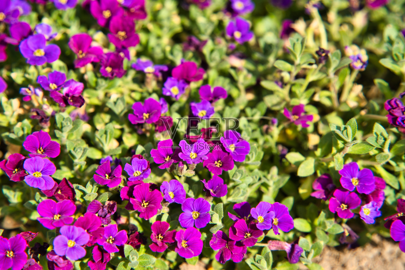 花照片摄影图片