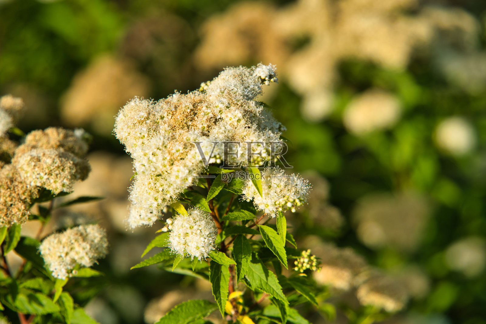 花照片摄影图片
