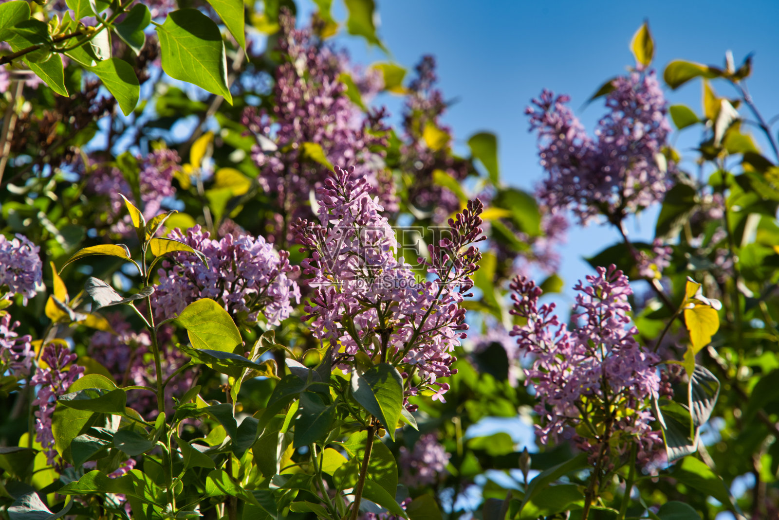 花照片摄影图片