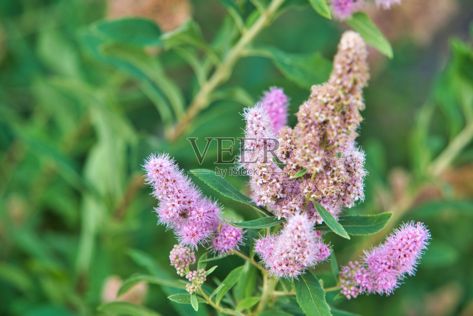 花照片摄影图片