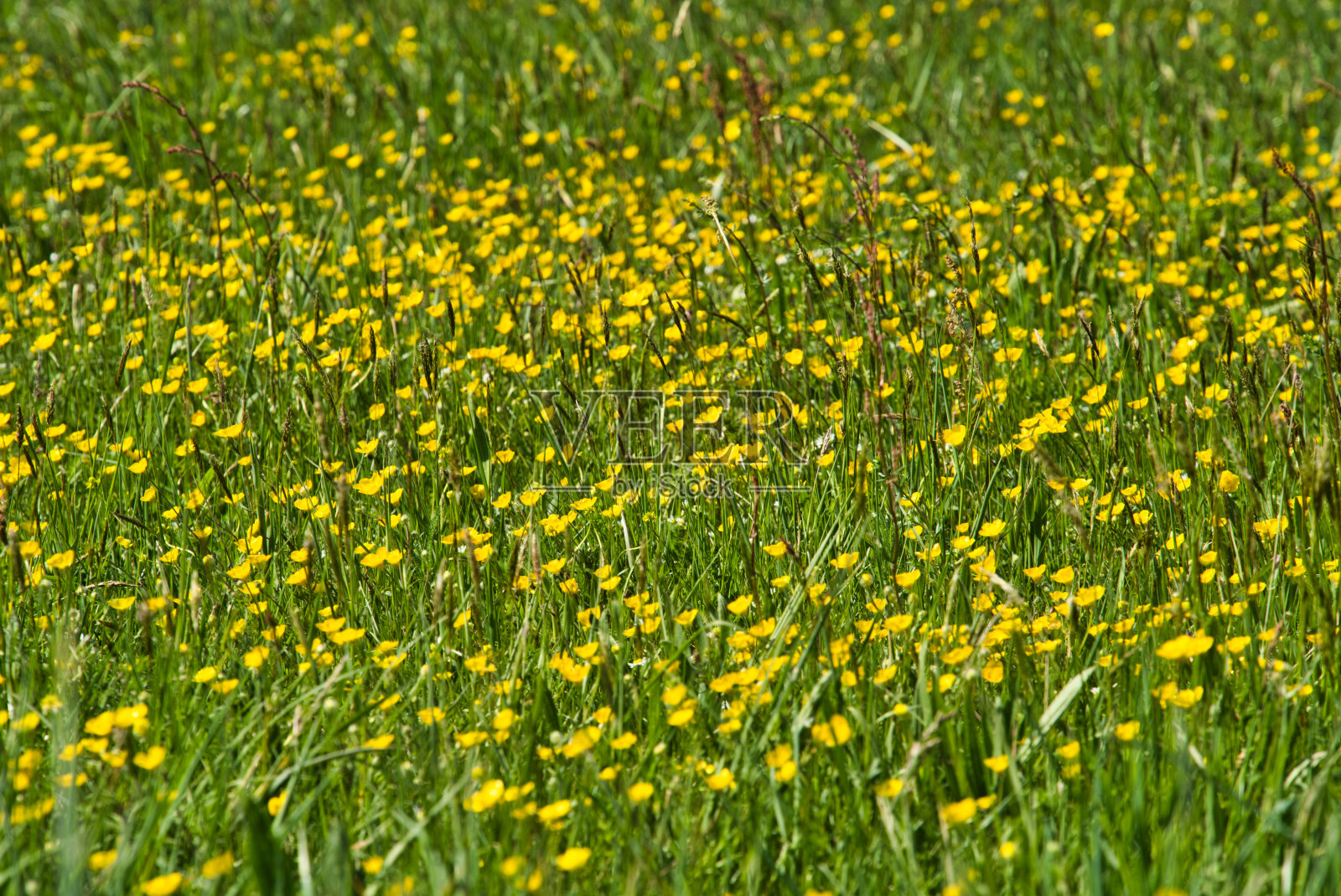 花照片摄影图片