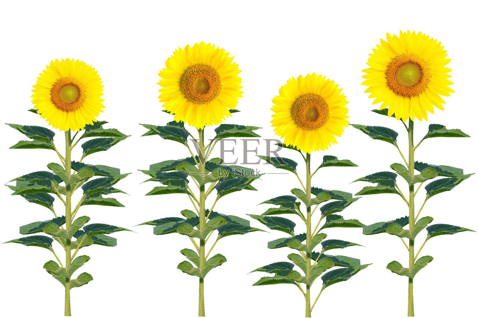 向日葵的树。照片摄影图片