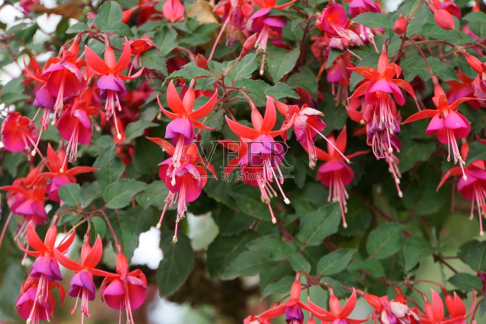 花照片摄影图片