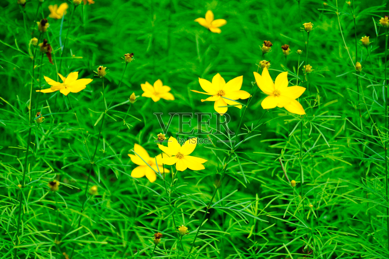 花照片摄影图片