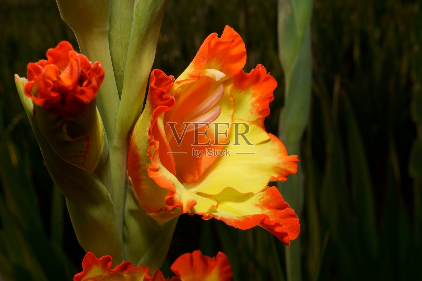 花照片摄影图片