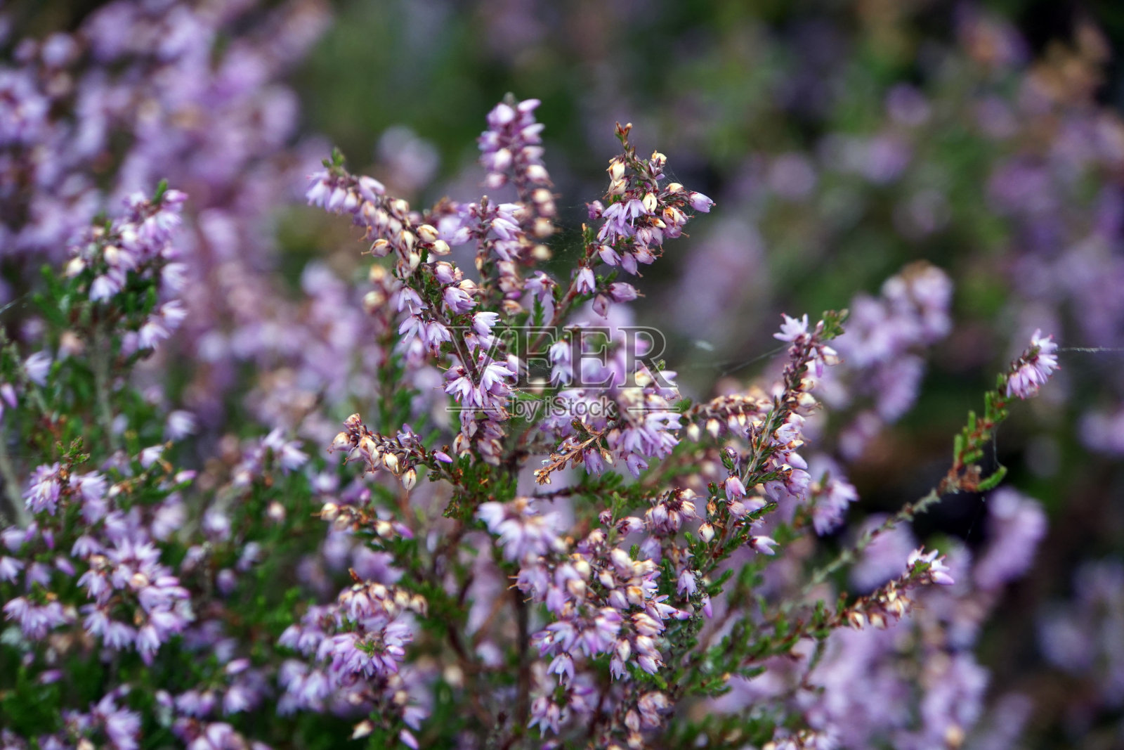 花照片摄影图片