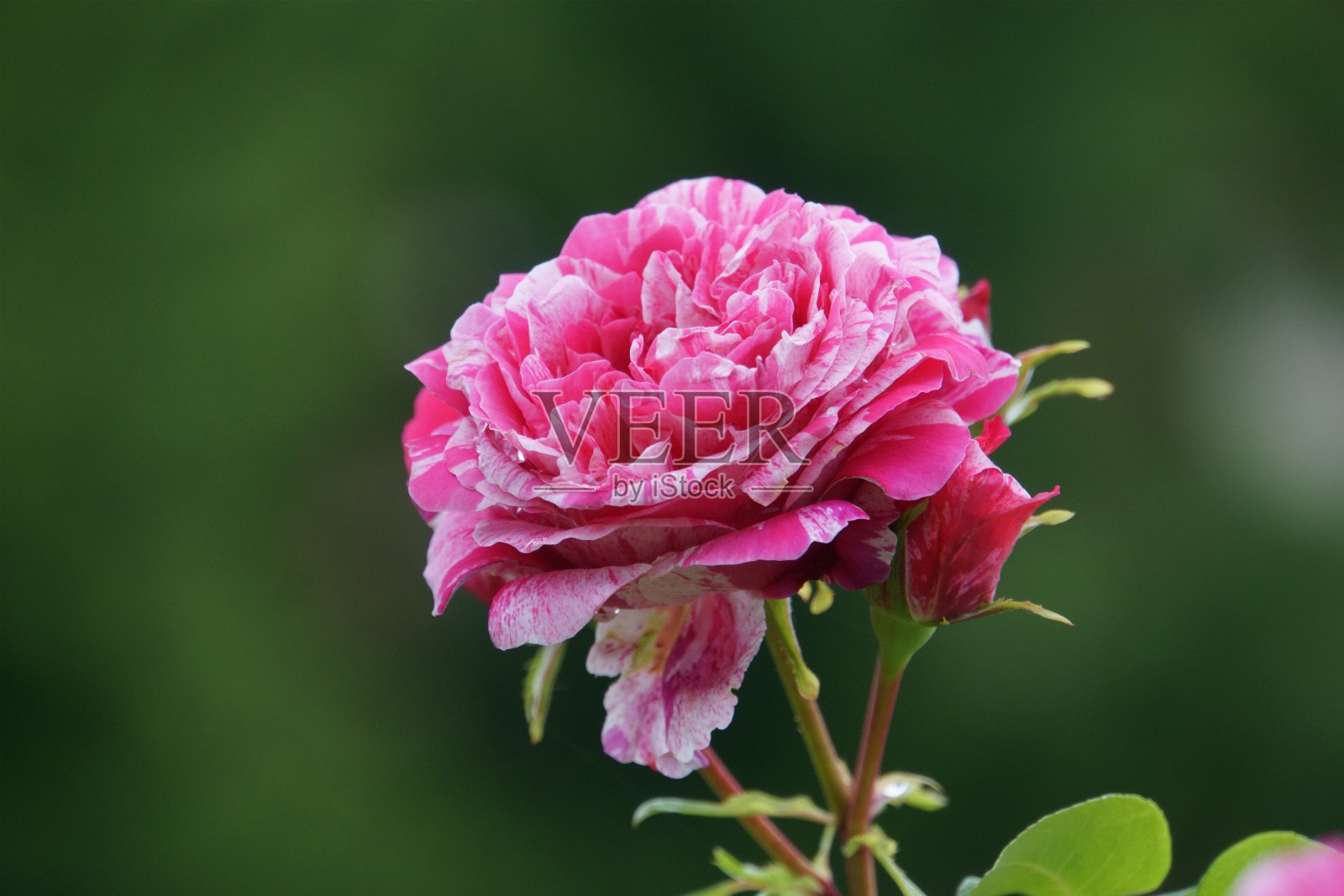 花照片摄影图片