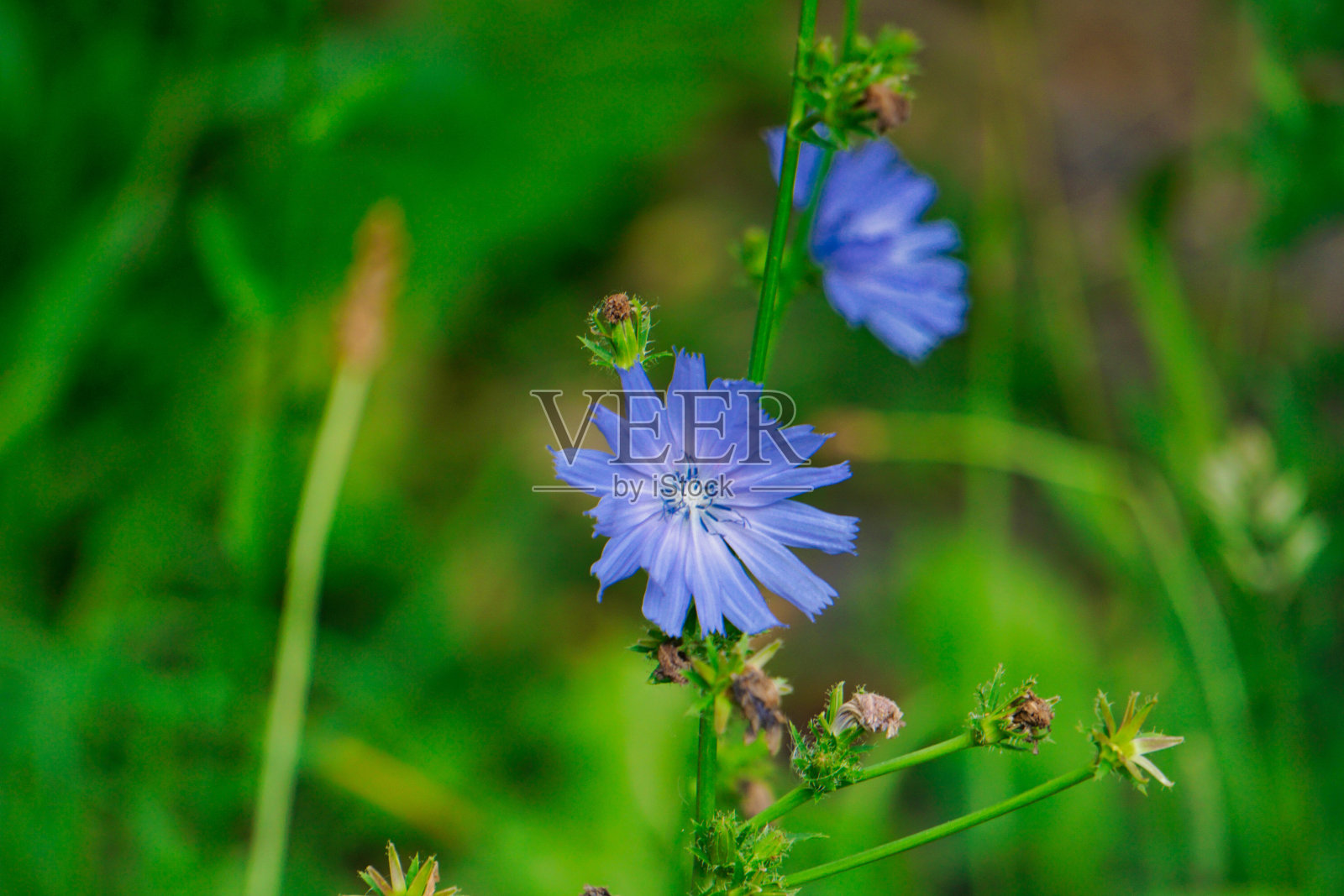 花照片摄影图片