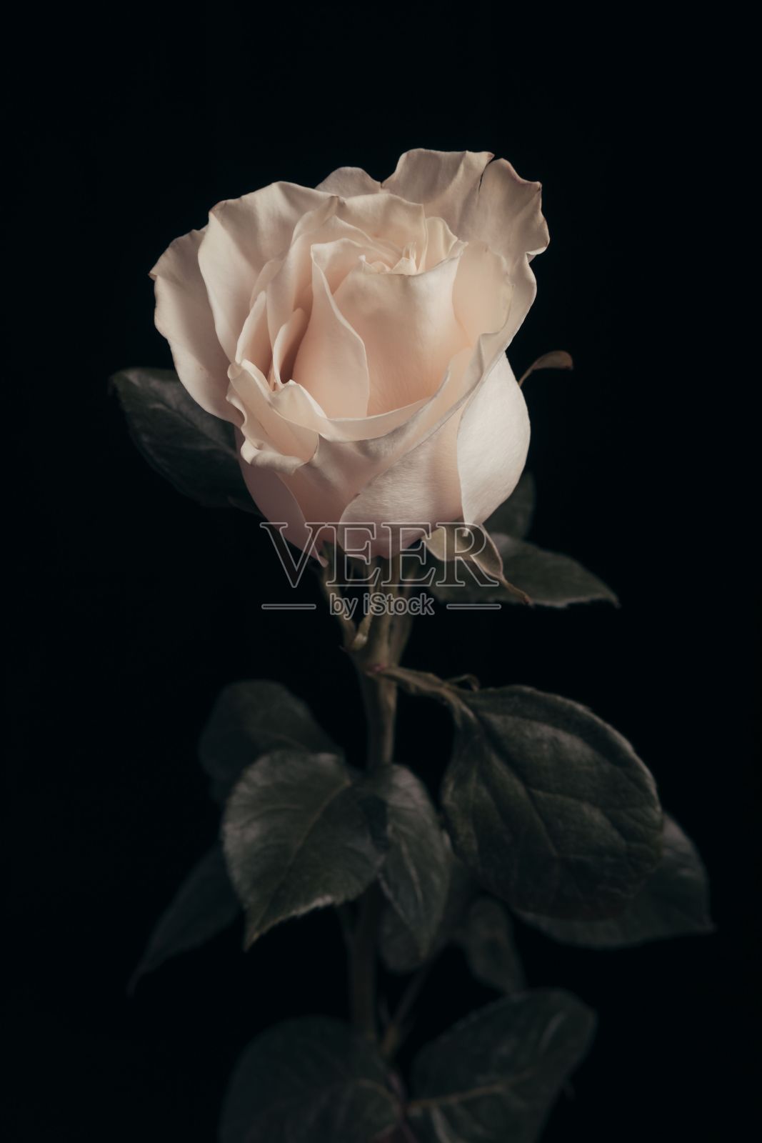 黑色背景上一朵白玫瑰的垂直特写照片摄影图片