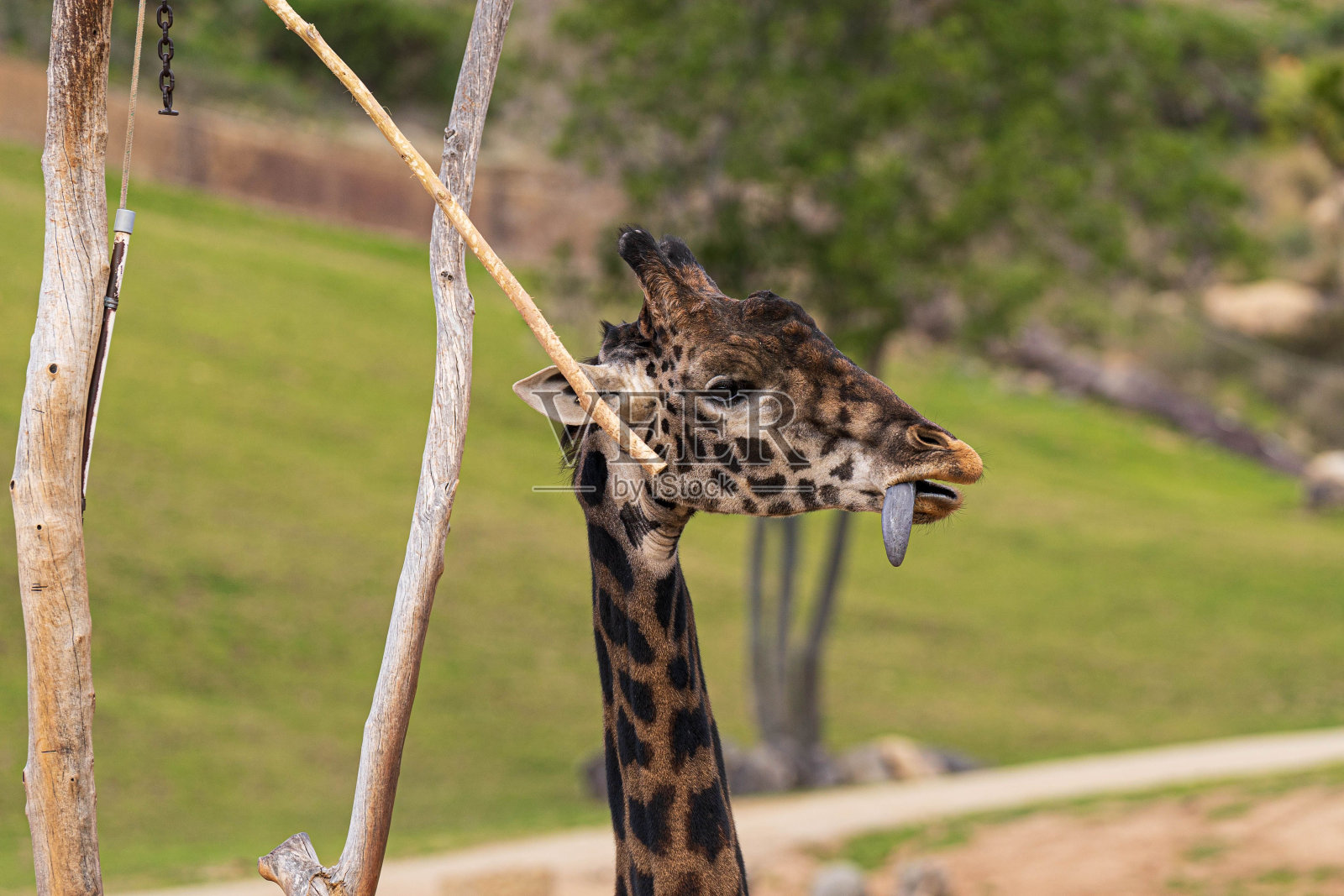 长颈鹿站在草地上。照片摄影图片