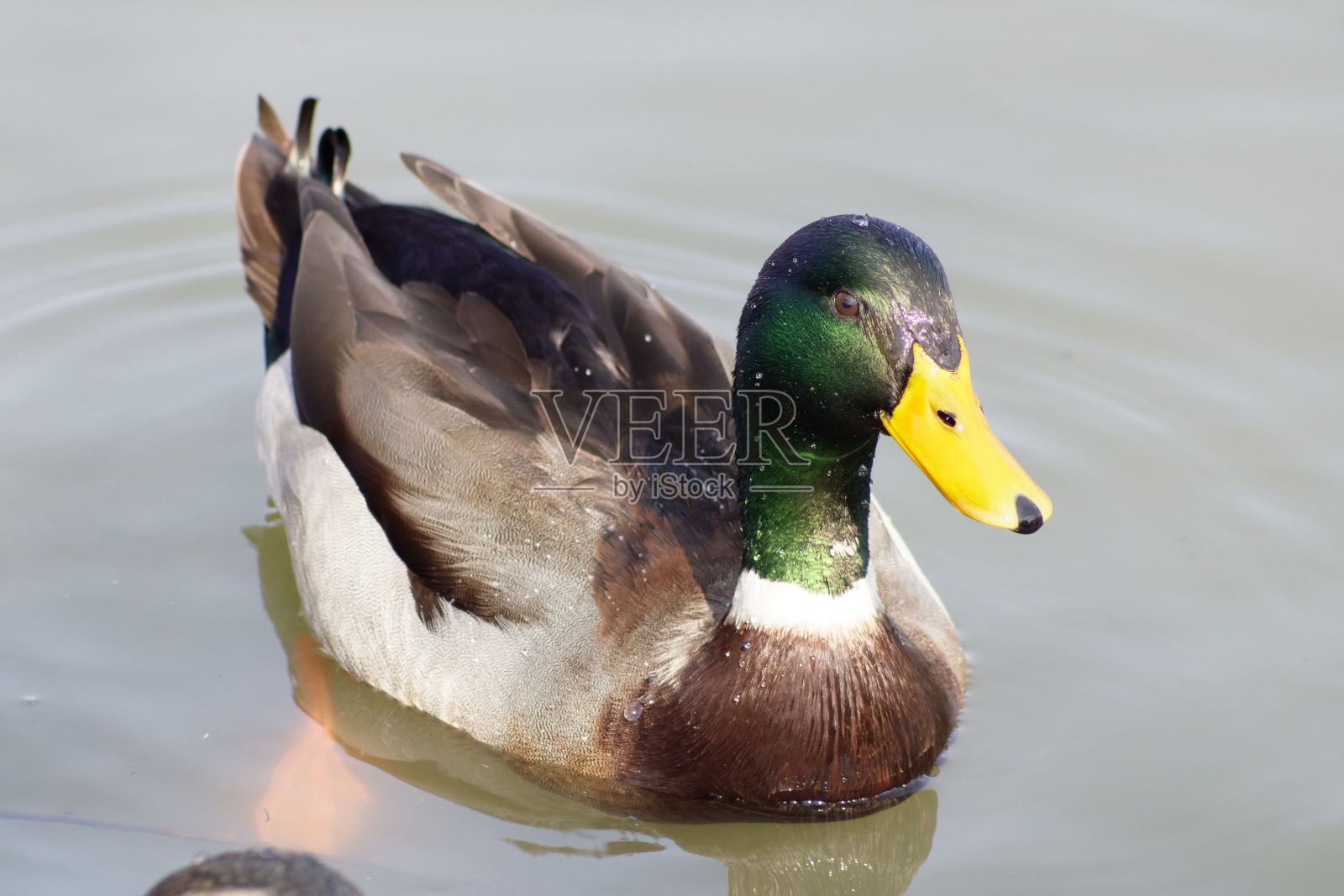 鸭子带着绿色的目光面庞照片摄影图片