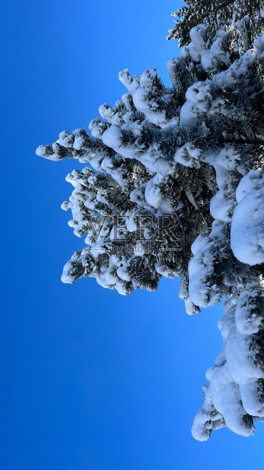 一棵高大的松树矗立在冬日的冰雪仙境中，映衬着蔚蓝的天空照片摄影图片