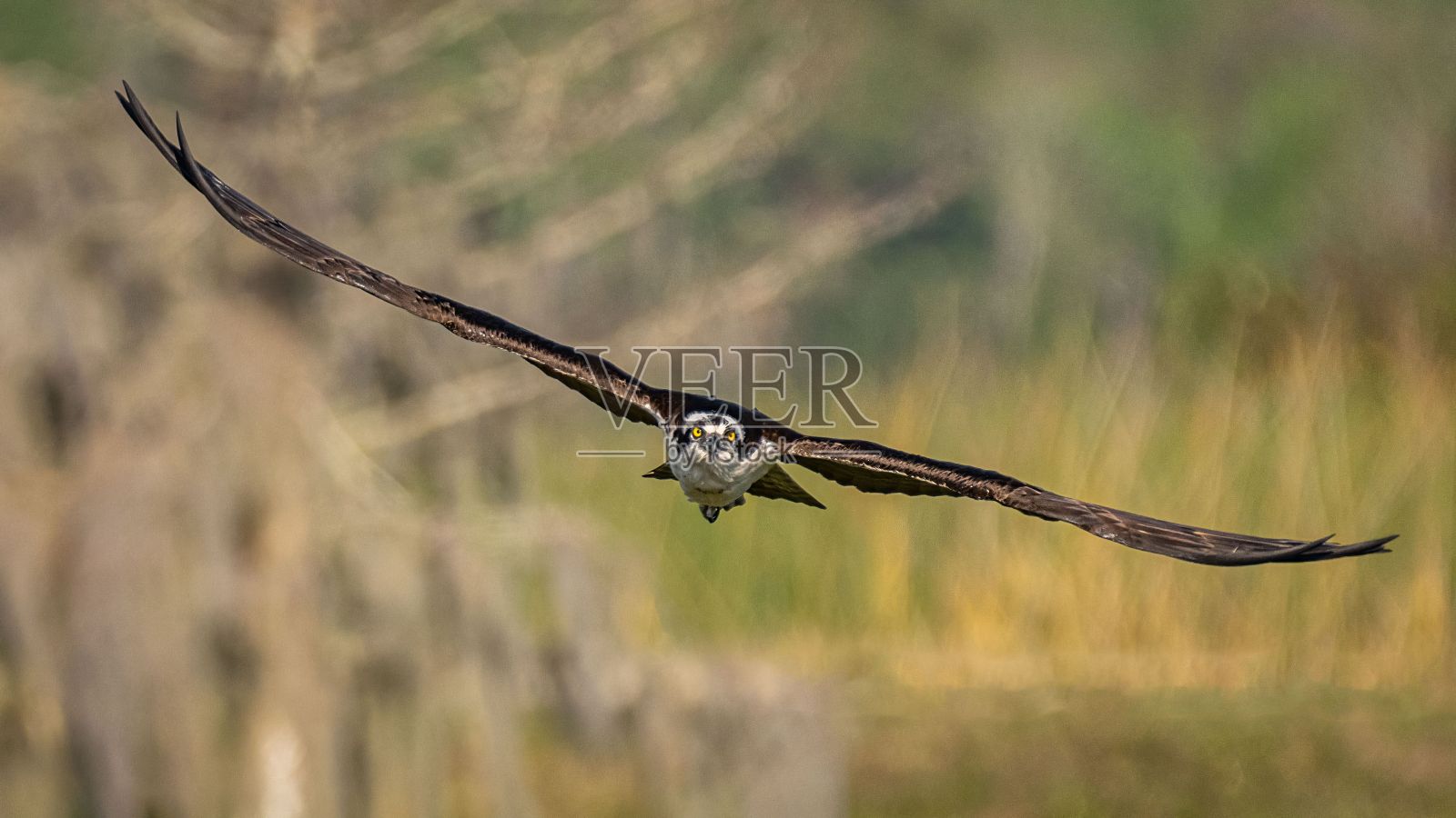 雄伟的鱼鹰在茂密的草地上飞行照片摄影图片