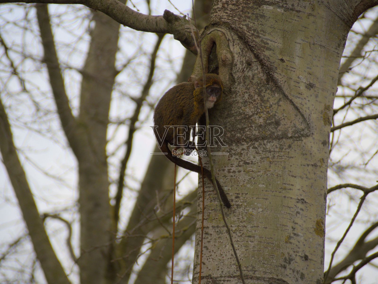 在一个晴朗的日子里，一只棕色的小猴子栖息在树枝上，背景是蓝天照片摄影图片