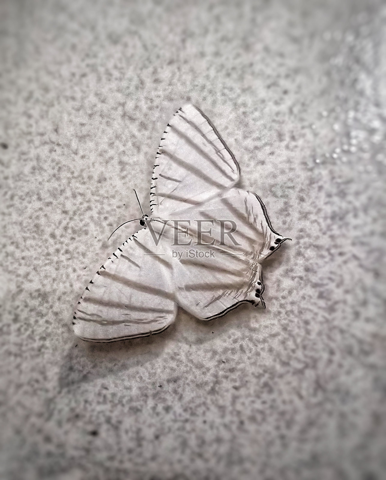 一只白蝴蝶落在地板上照片摄影图片