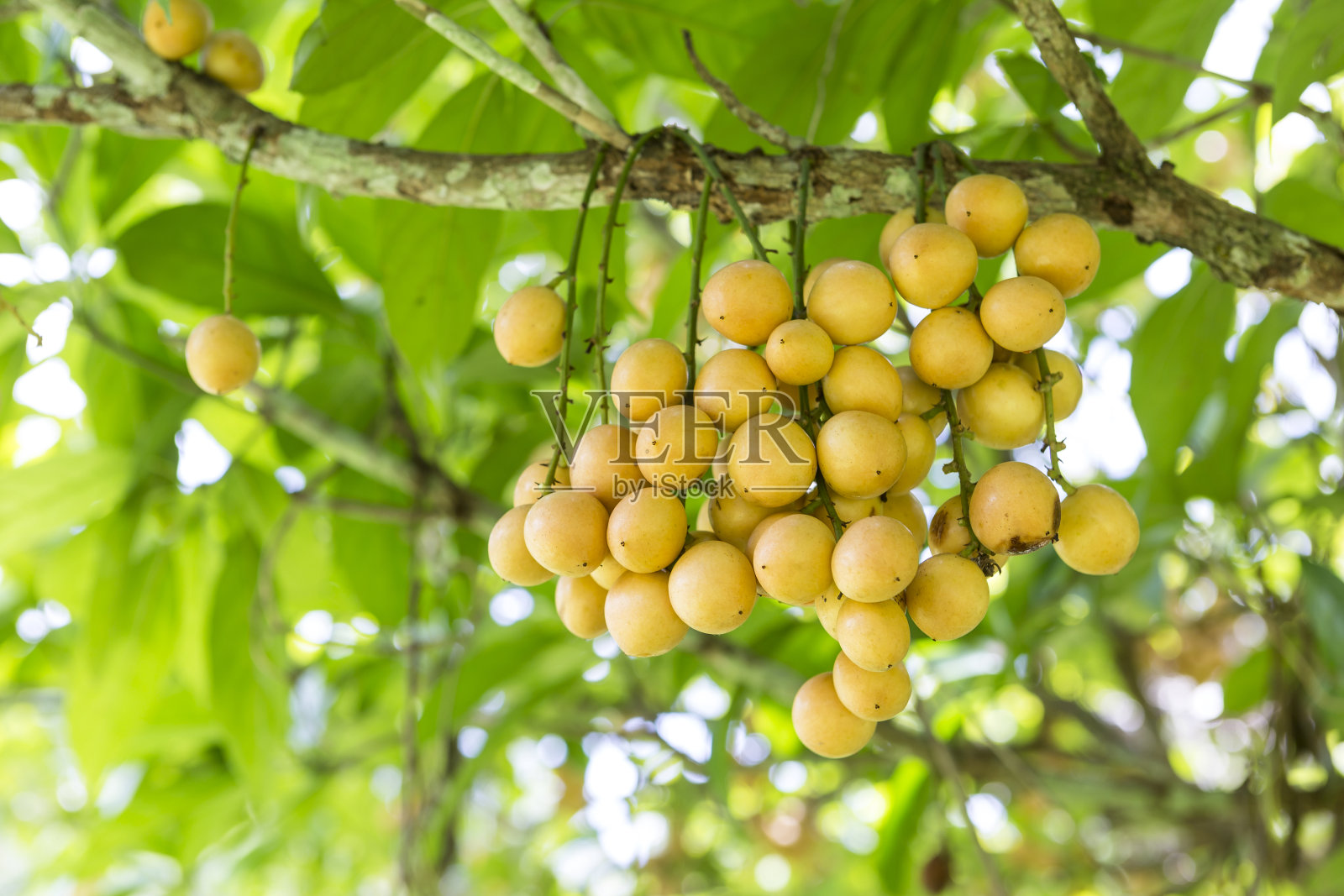 缅甸葡萄树的果实照片摄影图片