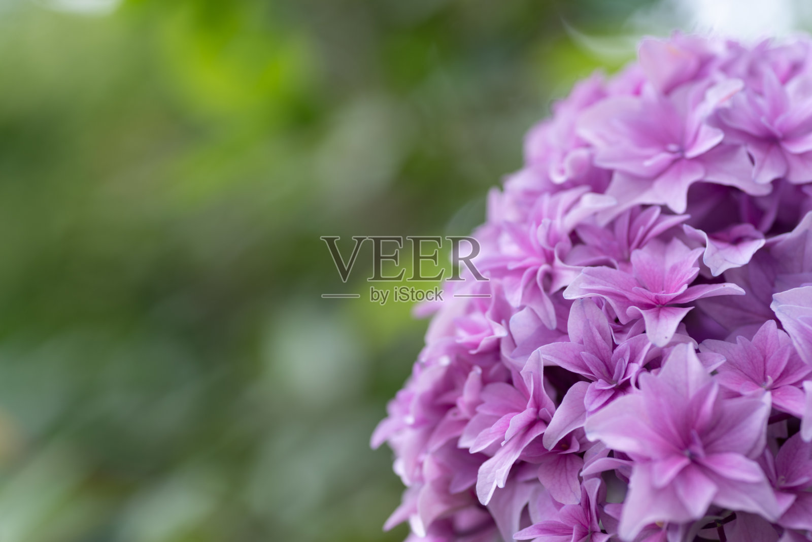 美丽的绣球花照片摄影图片