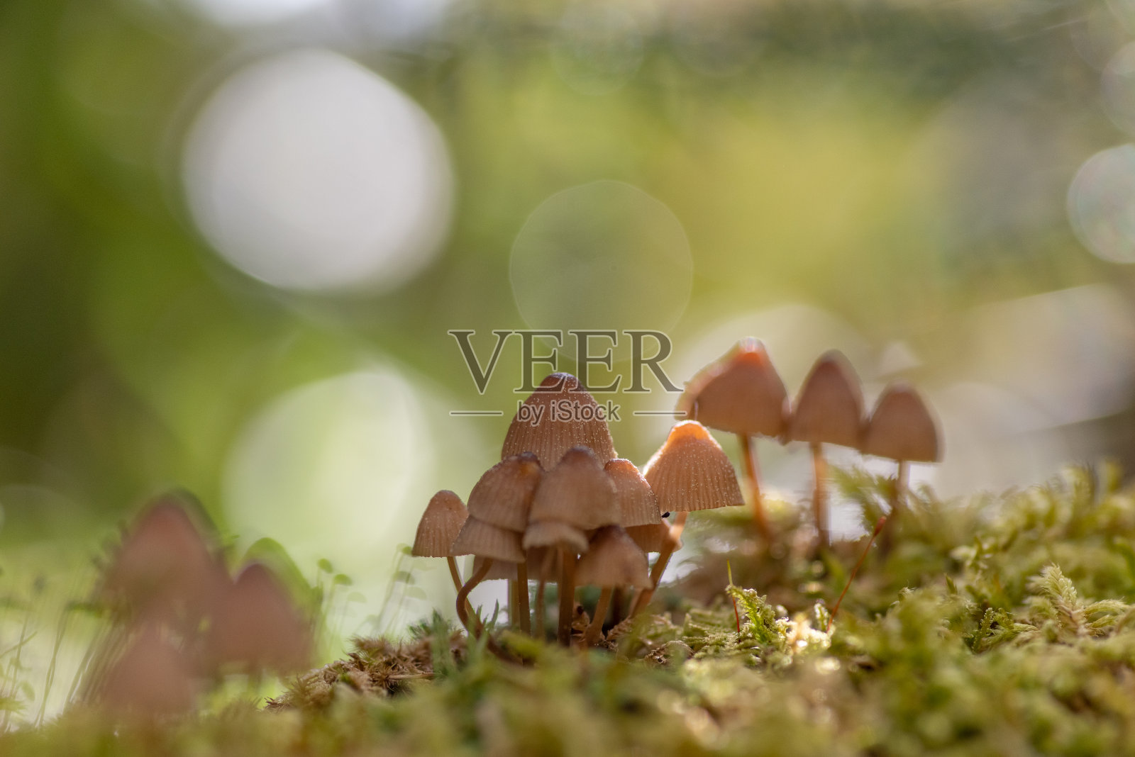 森林里的小蘑菇照片摄影图片