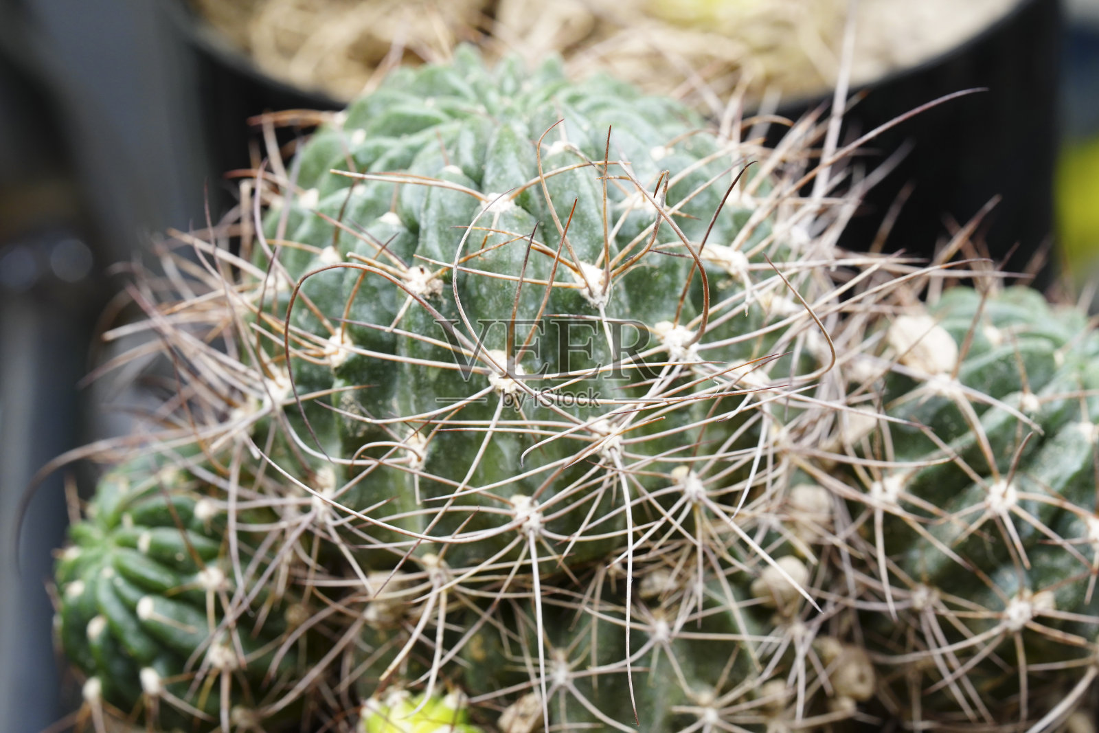 仙人掌照片摄影图片