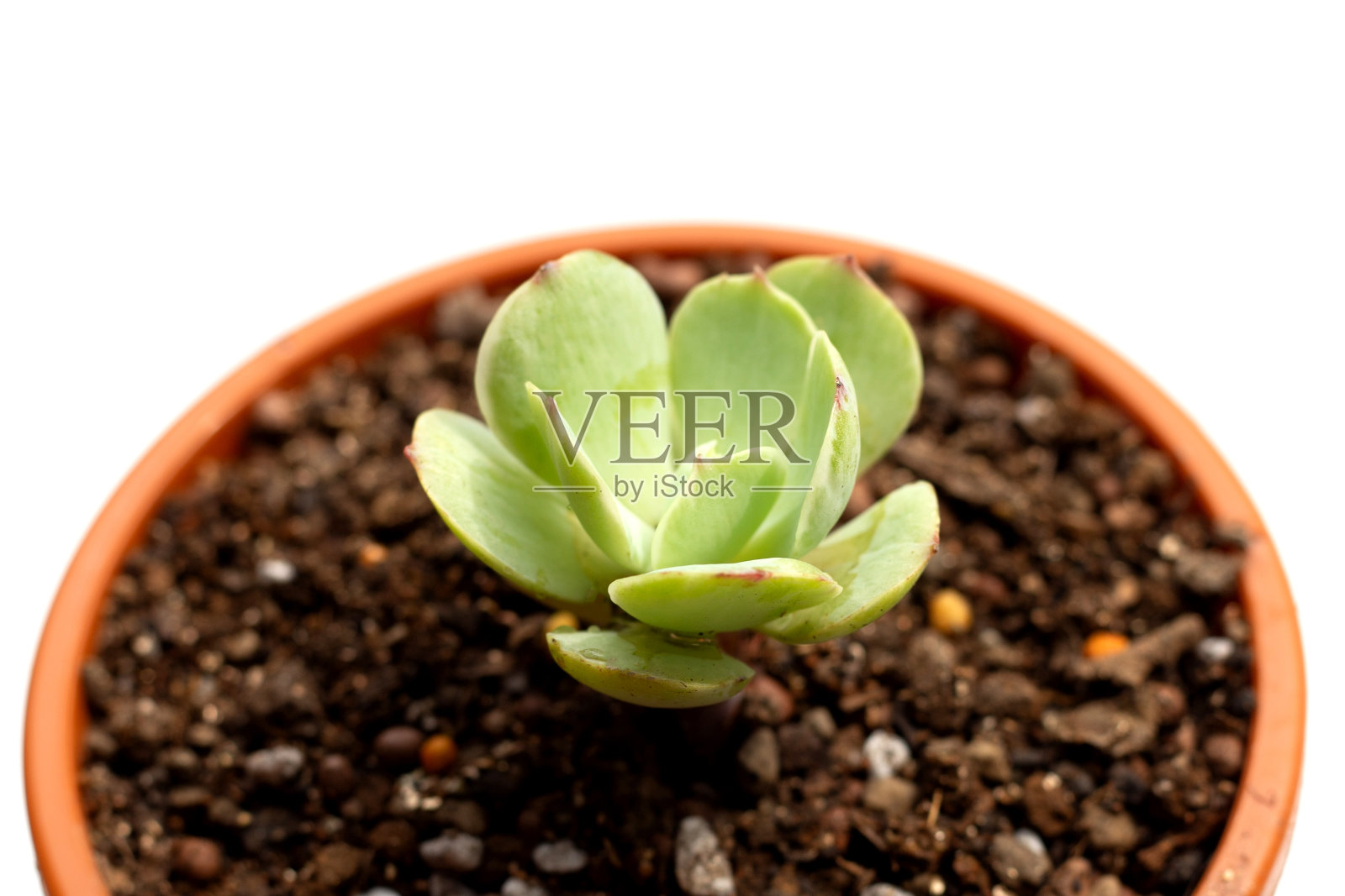 白色背景上盆栽的多肉植物。照片摄影图片