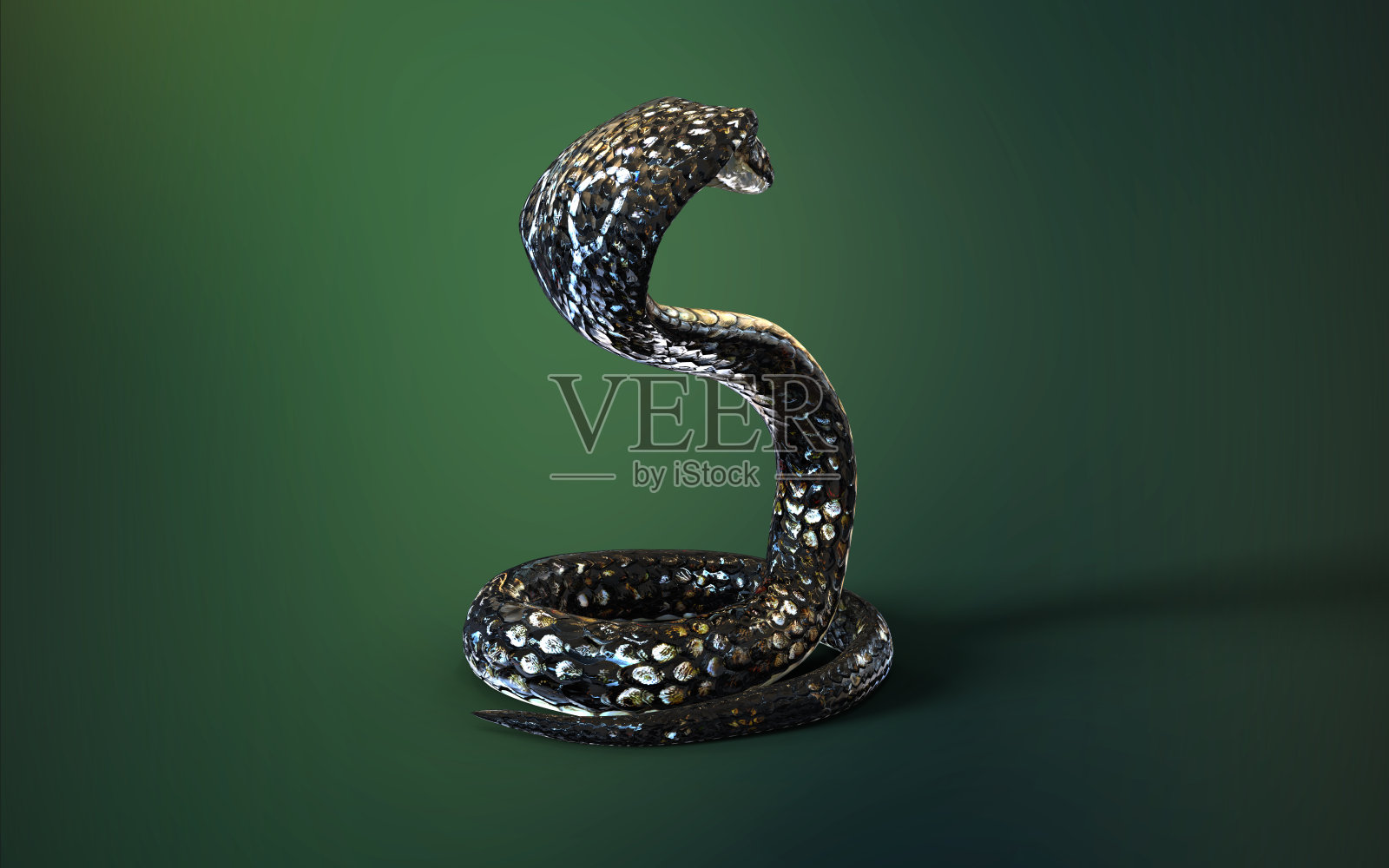 绿色背景的眼镜王蛇。照片摄影图片